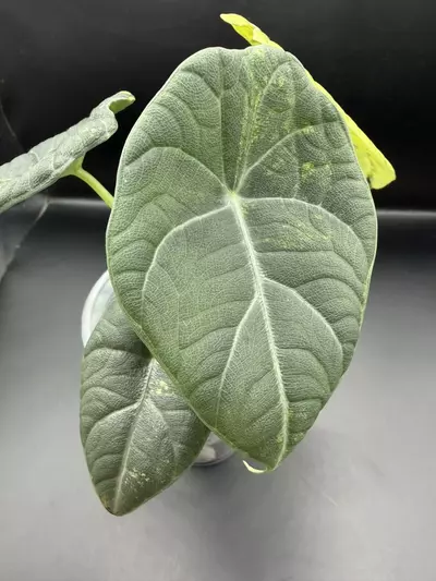 plant/Alocasia Maharani Lemon Lime-2-thumbnail