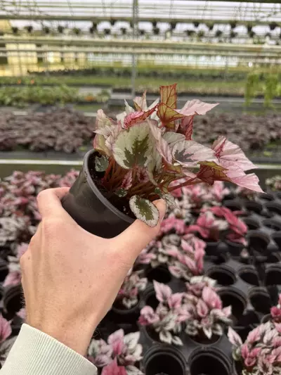 plant/Begonia Indian summer 4” pot growers choice-5-thumbnail