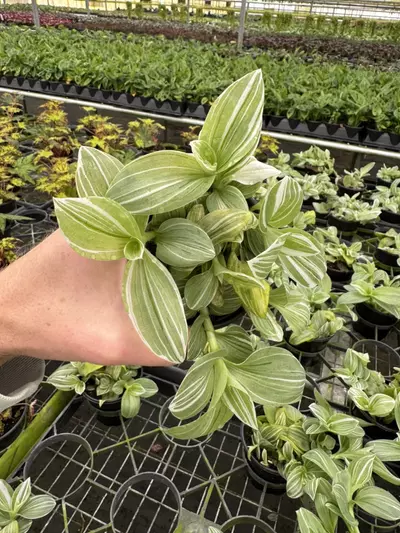 plant/Tradescantia green and white 4” pot growers choice-5-thumbnail