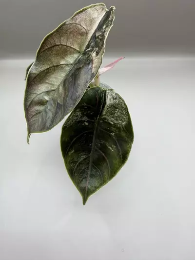 plant/Alocasia Azlanii Pink/Albo-2-thumbnail