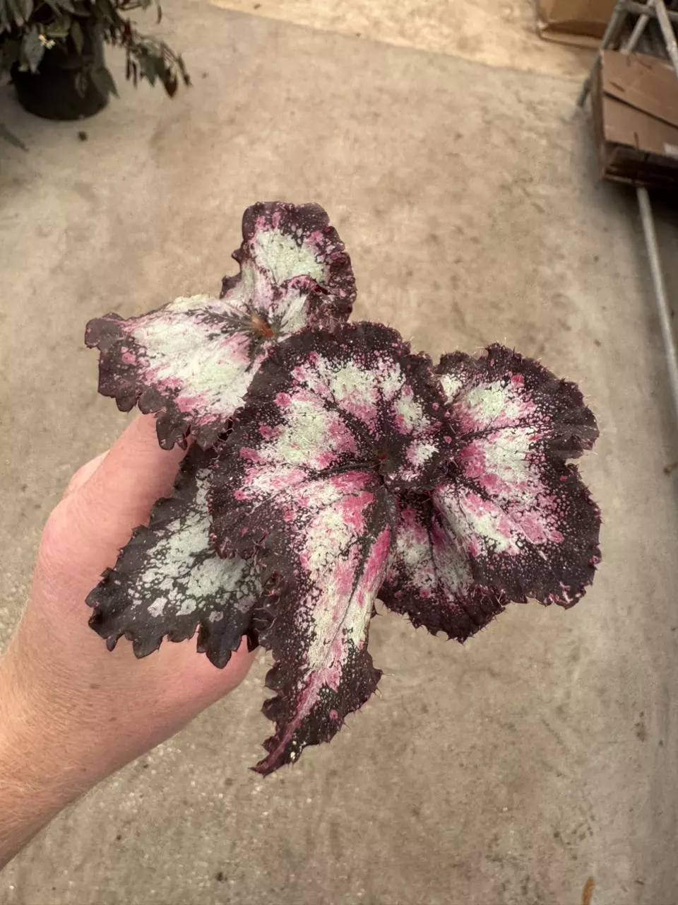 plant/Harmony’s begonia galaxy starter plant growers choice-1