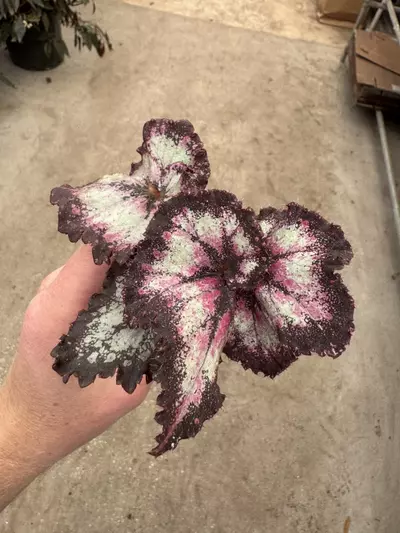 plant/Harmony’s begonia galaxy starter plant growers choice-1-thumbnail