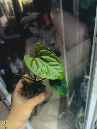 plant/Anthurium Luxurians x Red Crystal-0-thumbnail