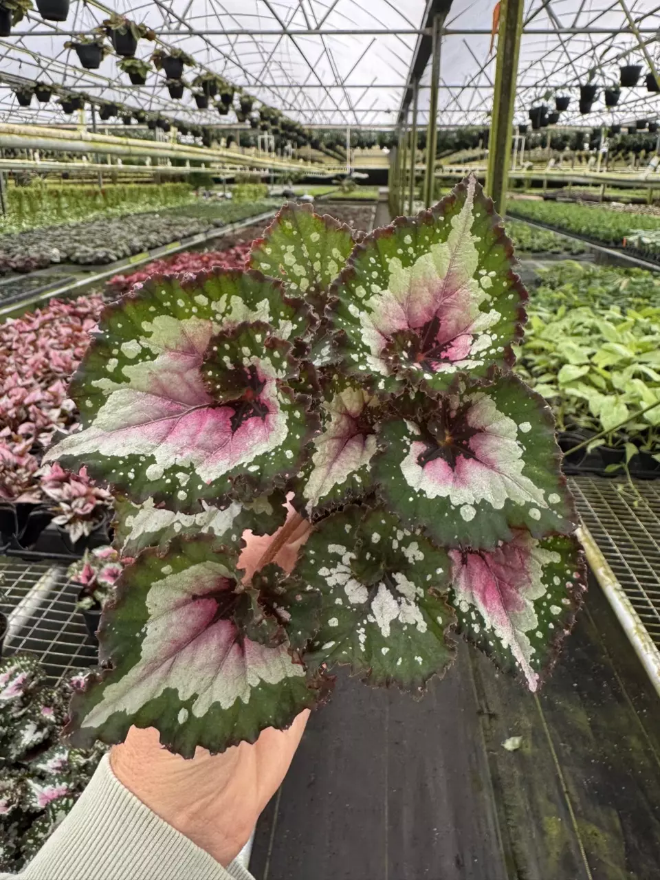 plant/Begonia purple blush 4” pot growers choice-1