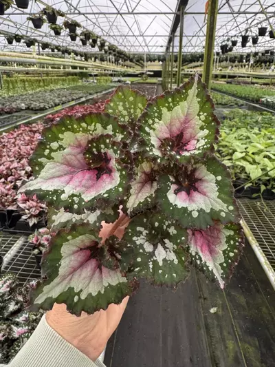 plant/Begonia purple blush 4” pot growers choice-1-thumbnail