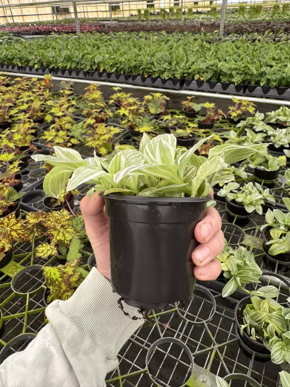 plant/Tradescantia green and white 4” pot growers choice-6