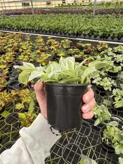 plant/Tradescantia green and white 4” pot growers choice-6-thumbnail
