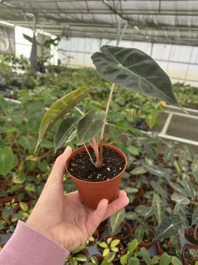 plant/Alocasia Nairobi nights 4” pot growers choice-4-thumbnail