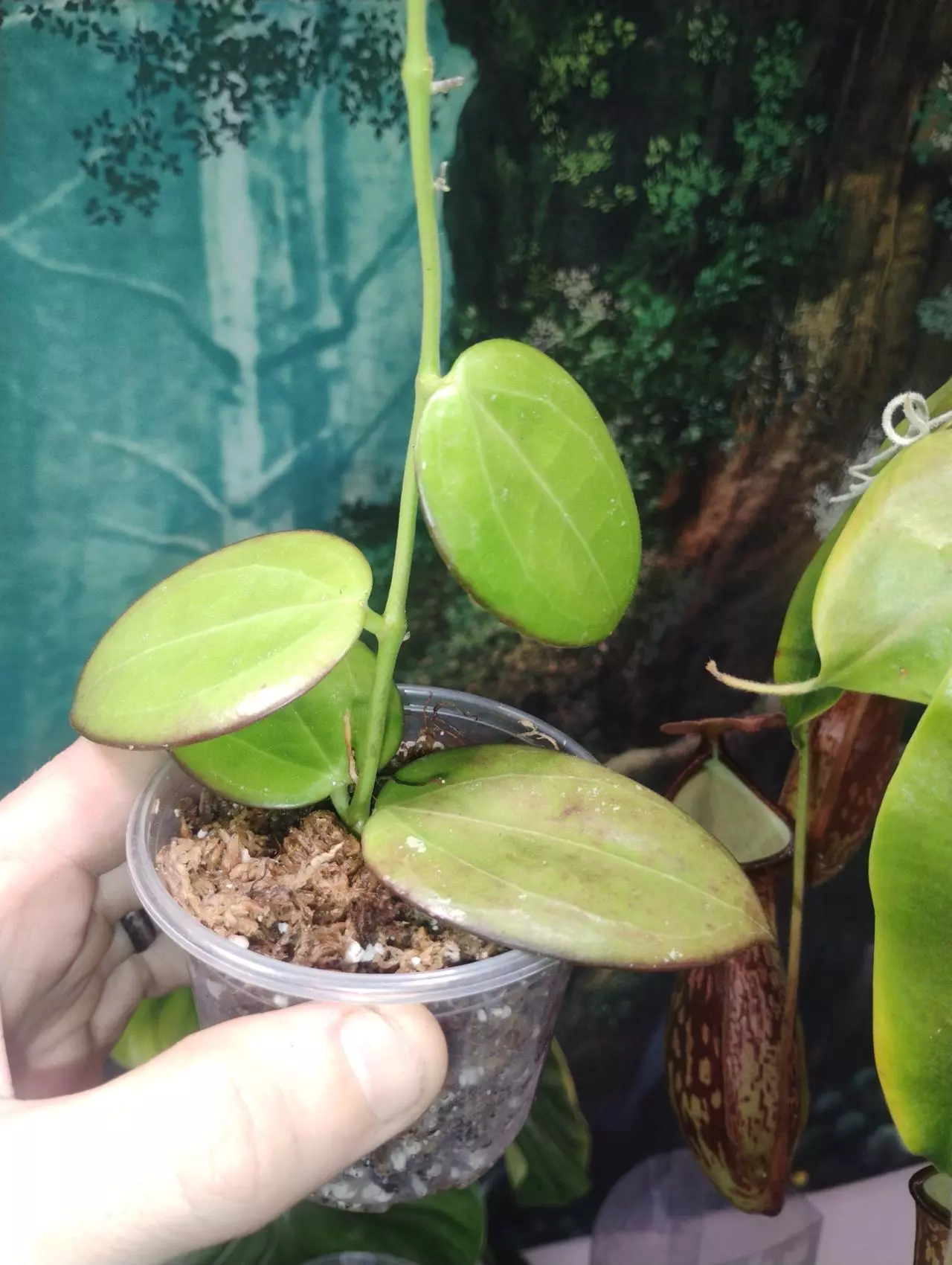 plant/Hoya MB 1414 (Christine × Aldrichii)-0