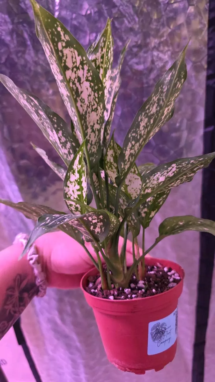 plant/Osaka Aglaonema-1