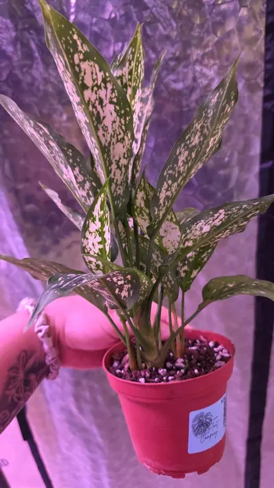 plant/Osaka Aglaonema-1-thumbnail