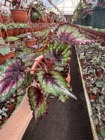 plant/Harmony’s begonia ends in pink 4” pot growers choice-3-thumbnail