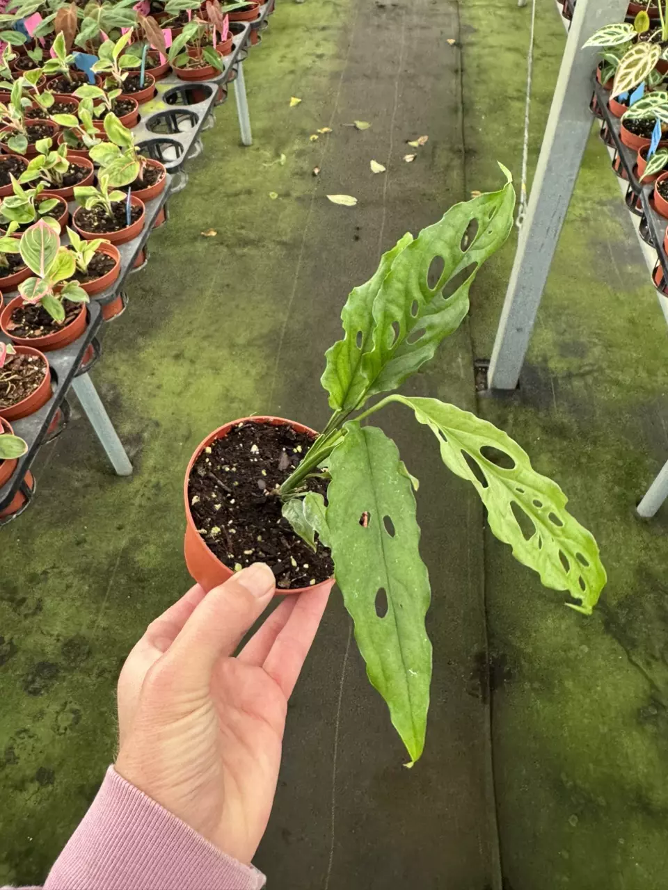 plant/Monstera obliqua Peru 4” pot growers choice-1