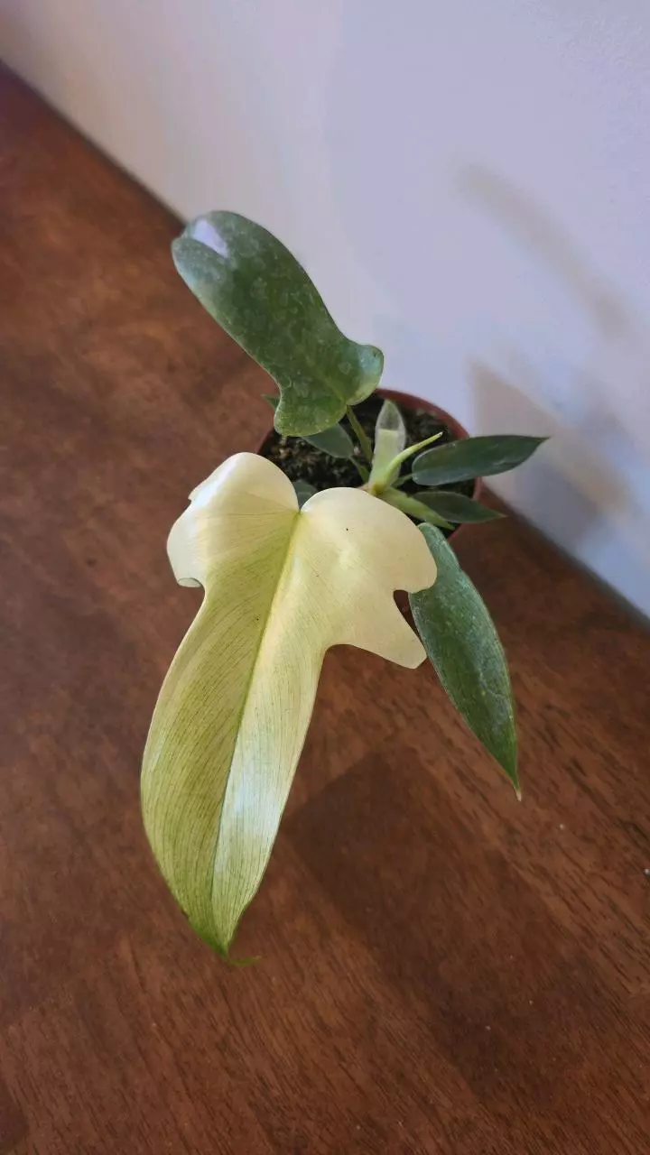 plant/Florida Ghost Mint Philodendron-0