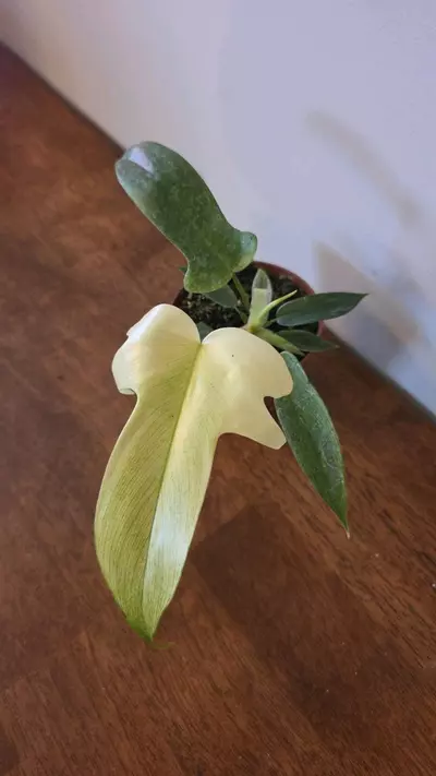 plant/Florida Ghost Mint Philodendron-0-thumbnail