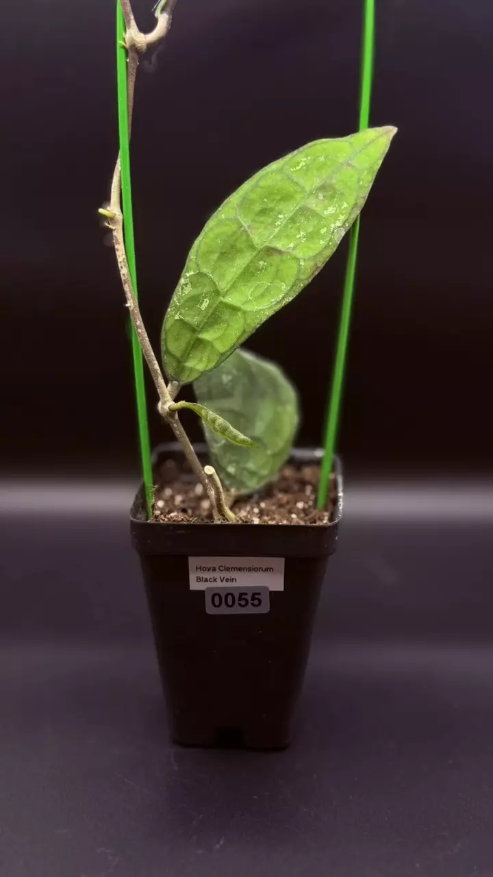 plant/0055 - Hoya Clemensorium “Black Vein”-0