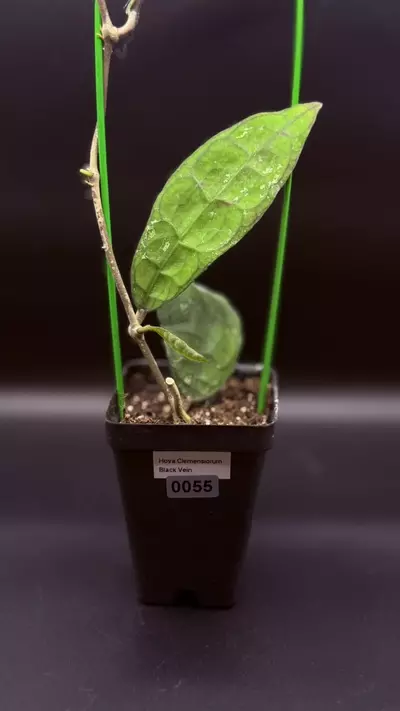 plant/0055 - Hoya Clemensorium “Black Vein”-0-thumbnail