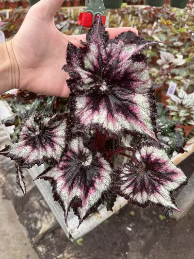 plant/Harmony’s begonia galaxy starter plant growers choice-0-thumbnail