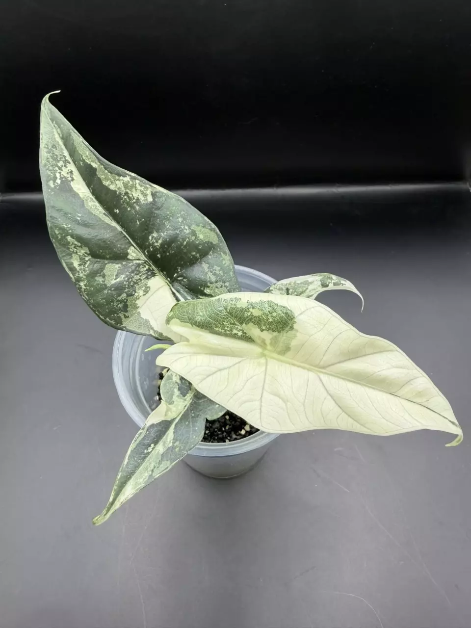 plant/Alocasia Simpo Albo-0