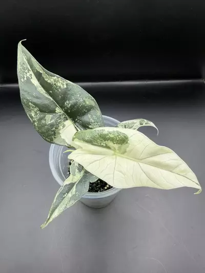 plant/Alocasia Simpo Albo-0-thumbnail