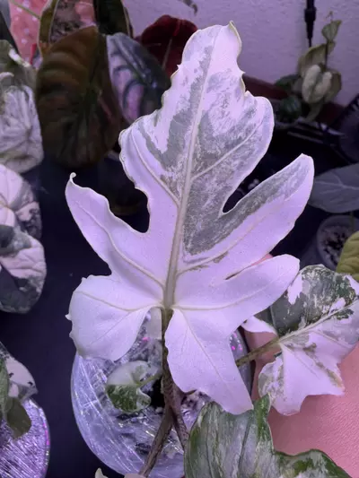 plant/Alocasia Brancifolia Albo (2 plants)-3-thumbnail