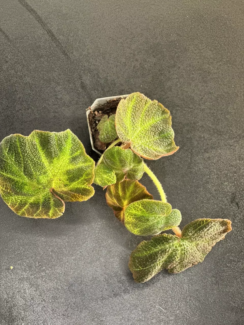 plant/Begonia Soli - Mutata-0