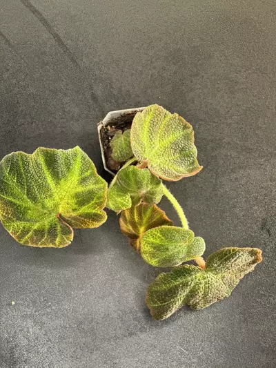 plant/Begonia Soli - Mutata-0-thumbnail