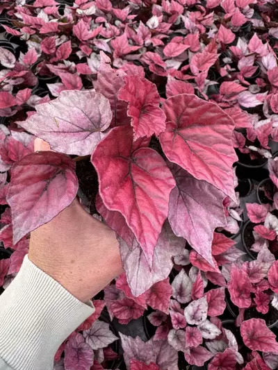 plant/Begonia Inca flame 4” pot growers choice-2-thumbnail