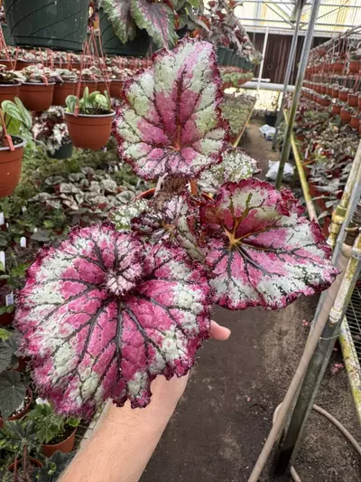 plant/Harmony’s prismatic blush 4” pot growers choice-1-thumbnail