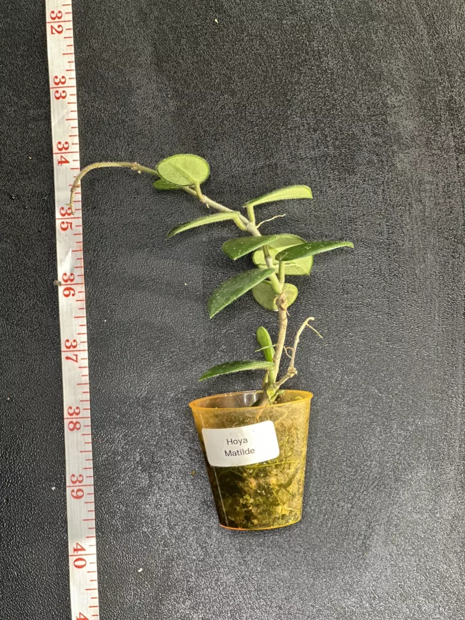 plant/Hoya Matilde-2