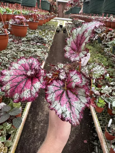 plant/Harmony’s prismatic blush 4” pot growers choice-4-thumbnail