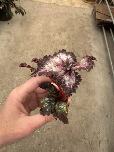 plant/Harmony’s begonia galaxy starter plant growers choice-3-thumbnail