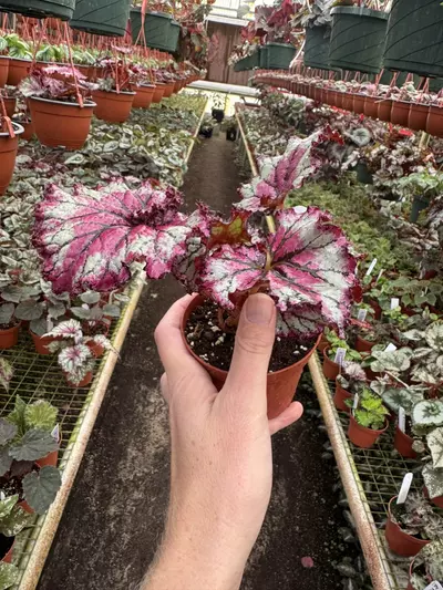 plant/Harmony’s prismatic blush 4” pot growers choice-5-thumbnail