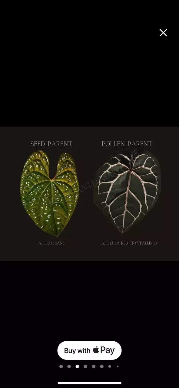 plant/Anthurium Luxurians x Red Crystal-2