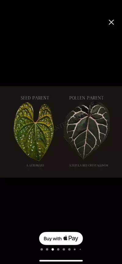 plant/Anthurium Luxurians x Red Crystal-2-thumbnail