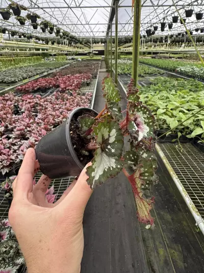 plant/Begonia purple blush 4” pot growers choice-4-thumbnail