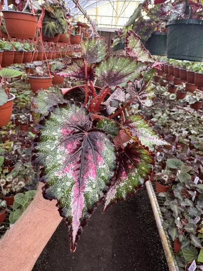 plant/Harmony’s begonia ends in pink 4” pot growers choice-1-thumbnail