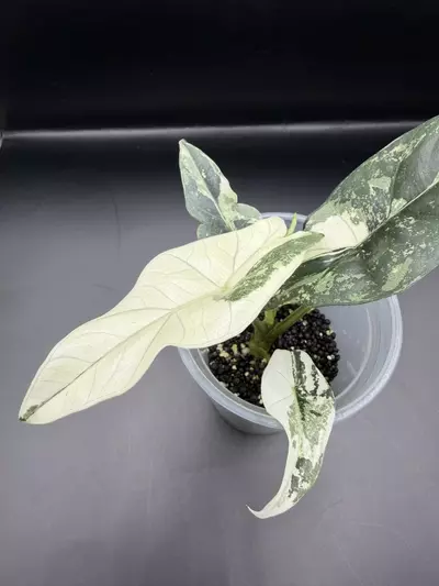 plant/Alocasia Simpo Albo-1-thumbnail