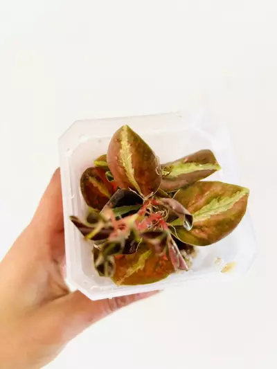 plant/Peperomia metallica creme brulee plant--3-thumbnail