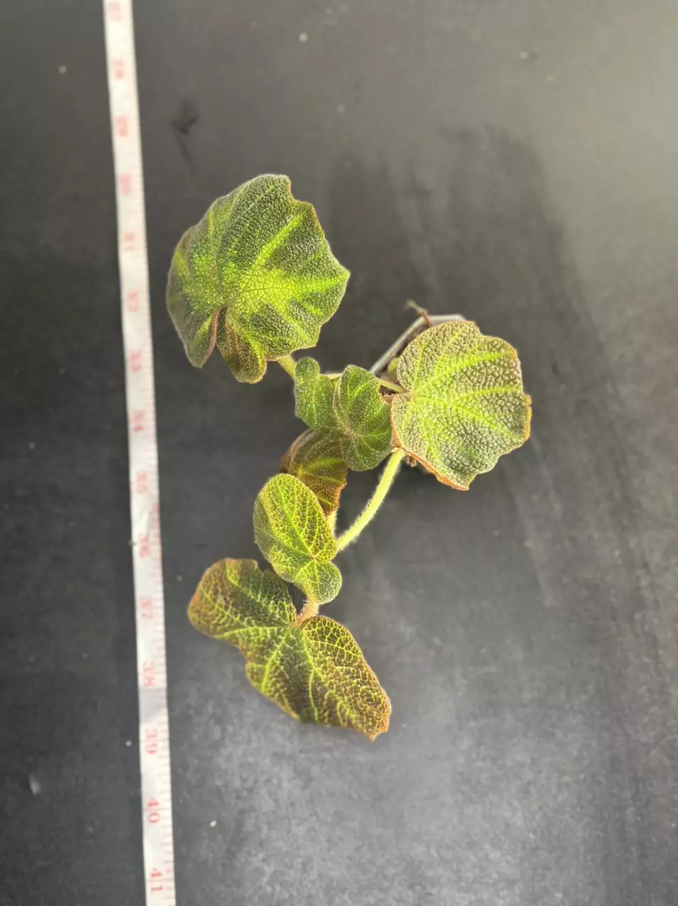 plant/Begonia Soli - Mutata-1