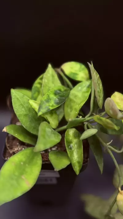 plant/0051 - Hoya Lacunosa Amarillo-2-thumbnail