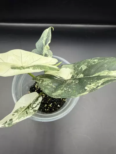 plant/Alocasia Simpo Albo-2-thumbnail