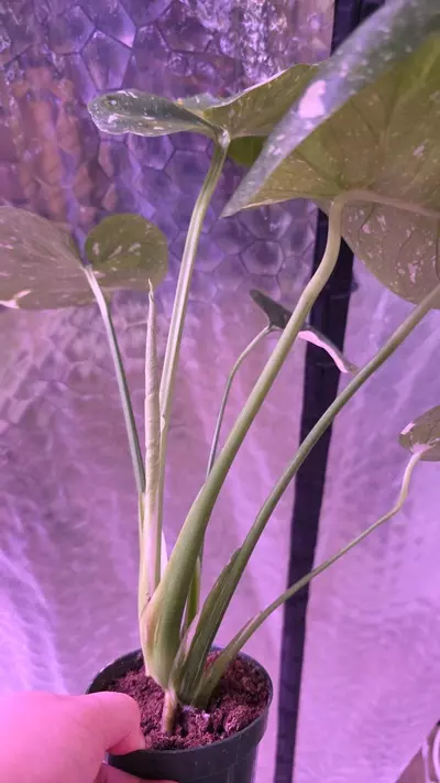 plant/Thai Con Monstera-1-thumbnail