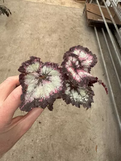 plant/Harmony’s begonia galaxy starter plant growers choice-5-thumbnail