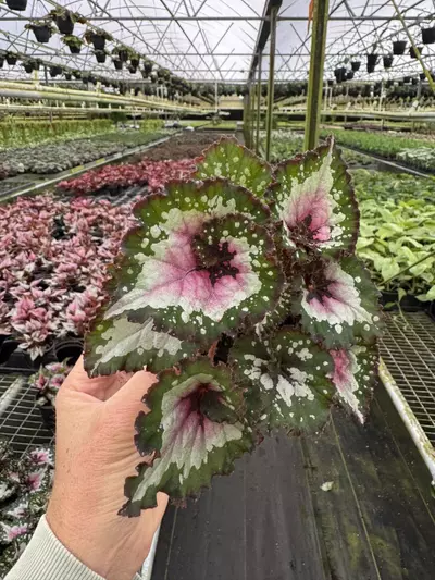 plant/Begonia purple blush 4” pot growers choice-2-thumbnail