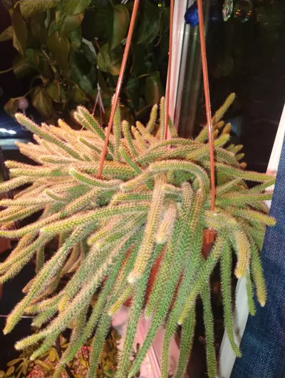 plant/Rat tail cactus cuttings.-1-thumbnail