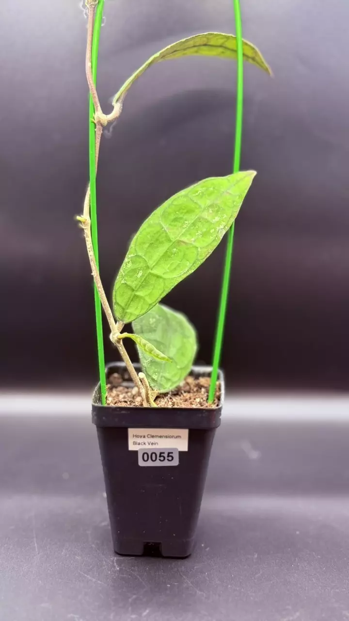 plant/0055 - Hoya Clemensorium “Black Vein”-1