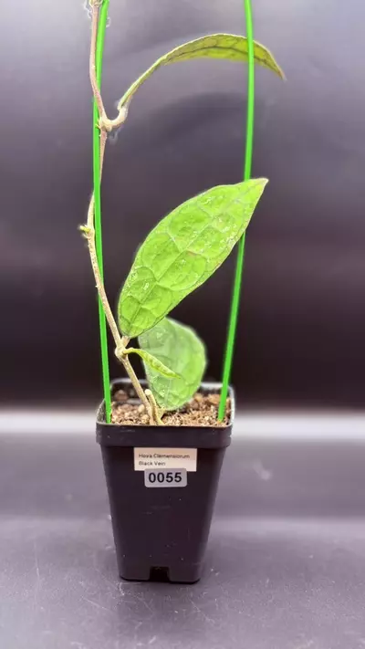 plant/0055 - Hoya Clemensorium “Black Vein”-1-thumbnail