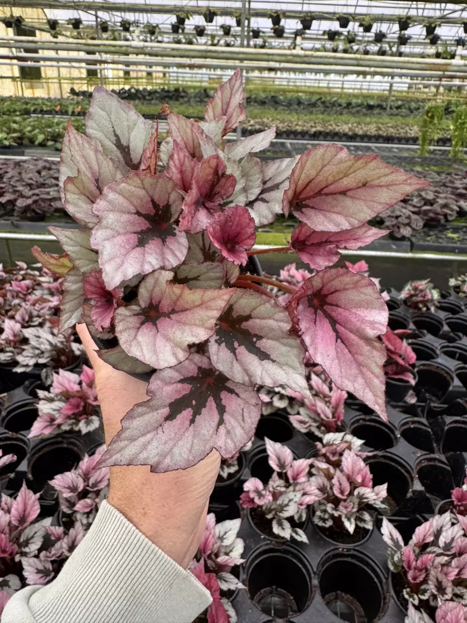 plant/Begonia Indian summer 4” pot growers choice-1