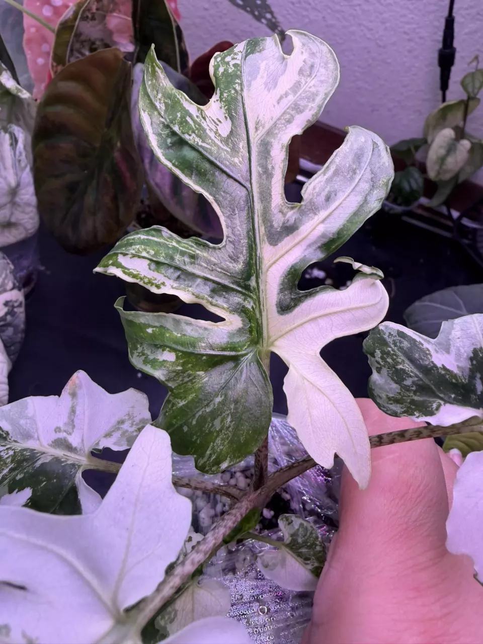 plant/Alocasia Brancifolia Albo (2 plants)-1